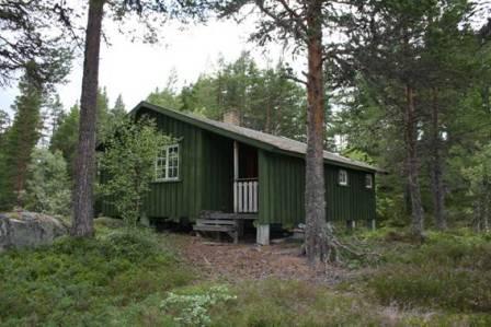 Et bilde som inneholder tre, gress, utendrs, himmel

Automatisk generert beskrivelse