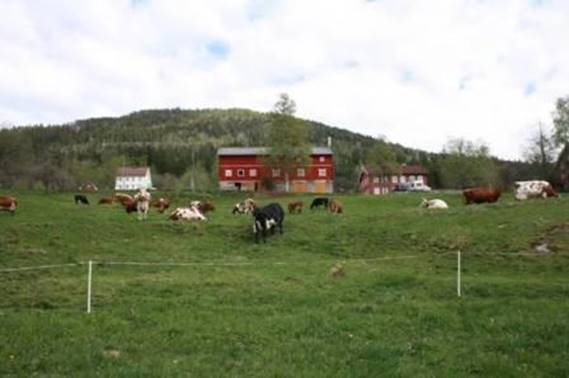 Et bilde som inneholder gress, himmel, utendrs, felt

Automatisk generert beskrivelse